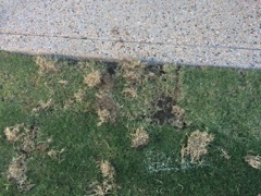 Turf 6